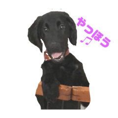 masamune dog