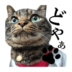 日本ペット公式【猫スタンプ】第1弾