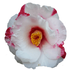 Flower of single-wheel