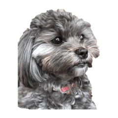 dog_20191016220036