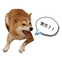 MoMo(もも)日常