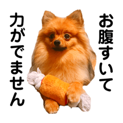 Pomeranian Ralph