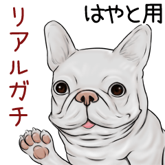 Hayato Real Gachi Pug & Bulldog