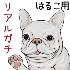 Haruko Real Gachi Pug & Bulldog
