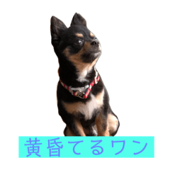 Moshi moshi Rin kun