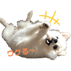 Pomeranian mokotarou