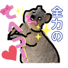 quokka warabi mochi2