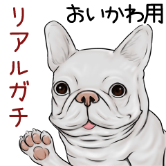Oikawa Real Gachi Pug & Bulldog