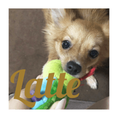 Latte !