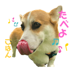 WelshCorgi Momotaro's youthful stamp
