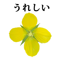 黄色の花 と 文字