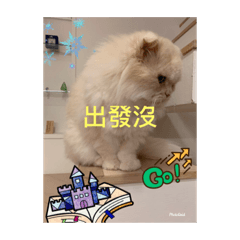 Alice超級酷酷妹