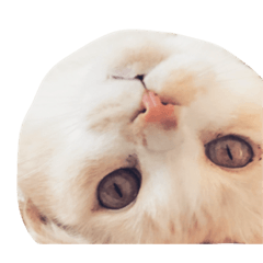 MAC_nagisa