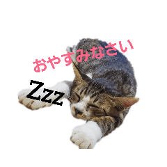 saya's cat