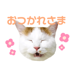 nekomaru_cat stickers