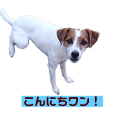 wag more_20190910151754