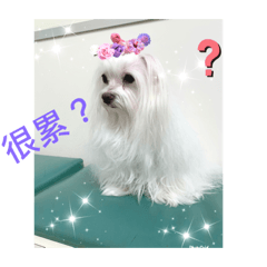 寶貝狗狗Alice