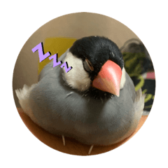 bird_2019101418331aa