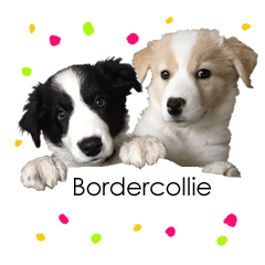 Border Collie Sisters Stickers.