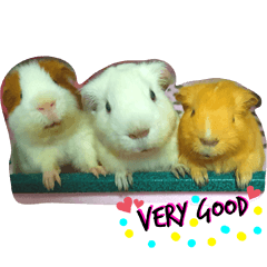 Namex guinea pigs