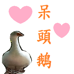 Cute dumb goose