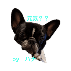 hana_20191017230359