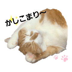 midori_20191018020338