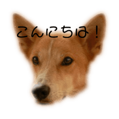Omame_20191015215948