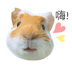 Cute guinea pig French fries