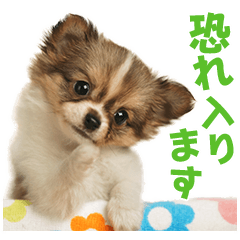 Honorifics of dogs and cats sticker