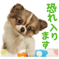 恐れ入ります 犬猫スタンプです Line スタンプ Line Store