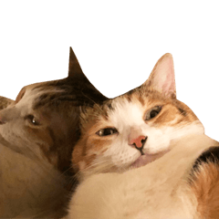 HUGO the chubby cat II