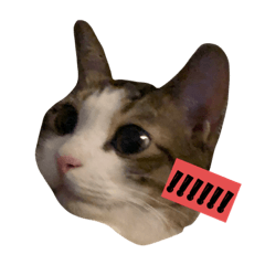 cute bambee
