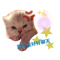 牠是一隻豬（貓）