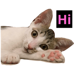 樂樂貓日常用語