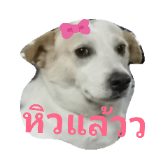 Dog_20190926112517