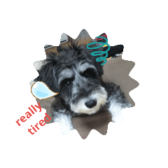 Lovely Lovely miniature schnauzer