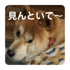 ちょいデブ柴犬マメが代弁 Lineクリエイターズスタンプ Stamplist