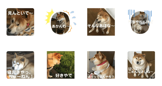 ちょいデブ柴犬マメが代弁 Lineクリエイターズスタンプ Stamplist