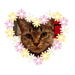 kitty_20191018173542