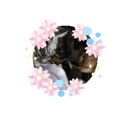 kitty_20191018183016