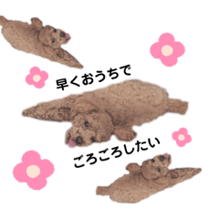 maron_20191018183058