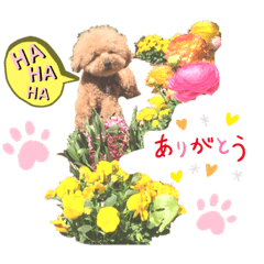 flower & dog