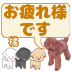 Tachibana's. letters toy poodle