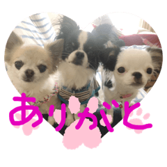 chobi-gu-haru-polo