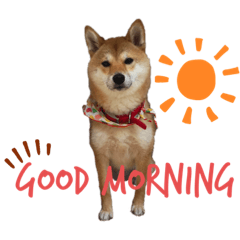 Shibainu(Mameshiba)Hanachan2