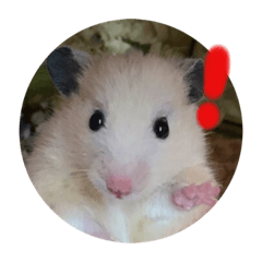 尼阿弟阿
