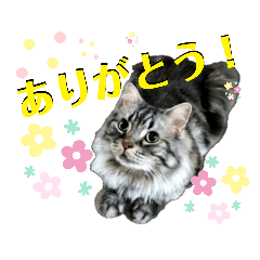 モジャ猫のりんたろう