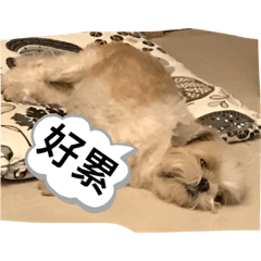 糖糖的日常生活