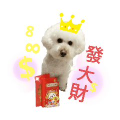 奶油狗日常